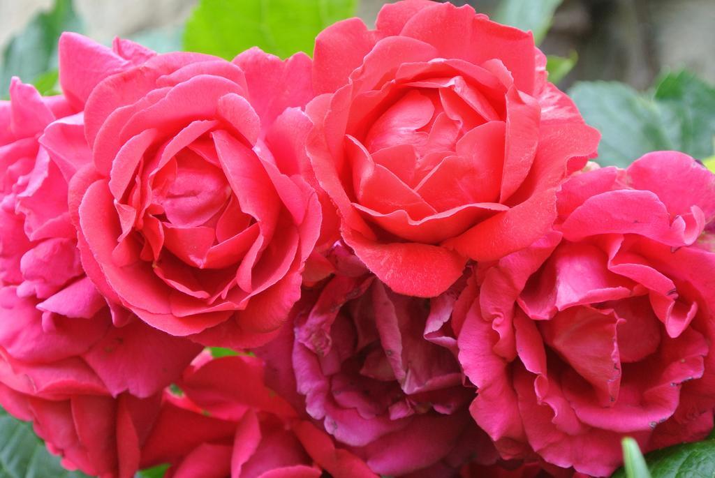 Domaine La Rose Bed and Breakfast Caylus Δωμάτιο φωτογραφία