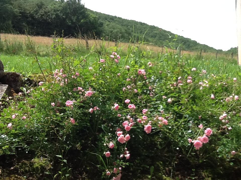 Domaine La Rose Bed and Breakfast Caylus Εξωτερικό φωτογραφία